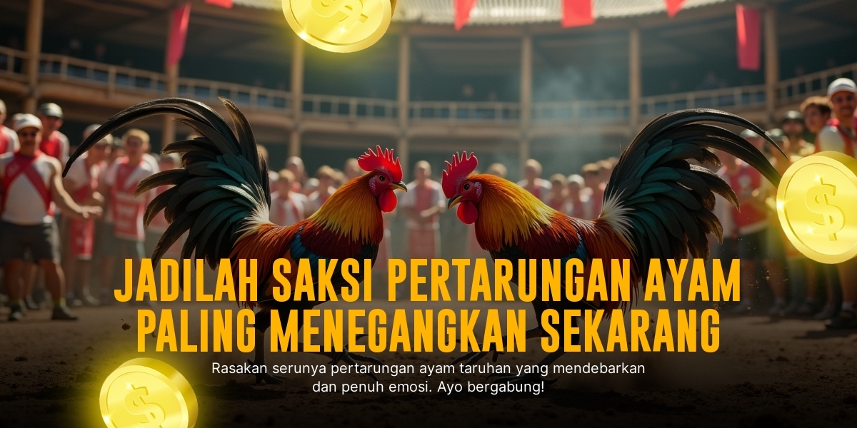 Mengenal Ayam Bangkok: Raja Sabung Ayam dengan Odds Menarik!